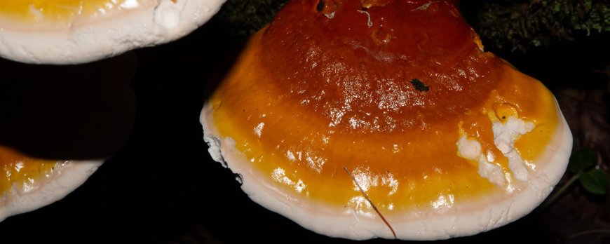 What are the warnings of reishi?