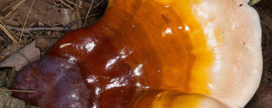 Cosa fa il reishi per gli ormoni?