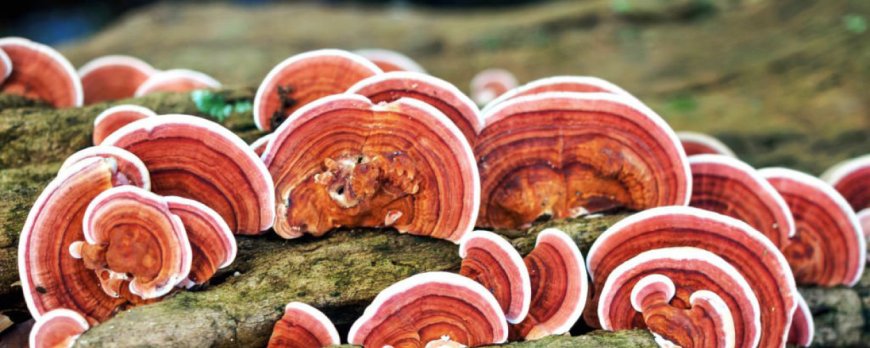 What does reishi do for the body?