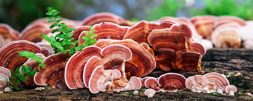 Welke paddenstoel heeft de beste gezondheidsvoordelen?