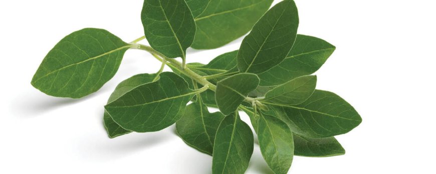 L'ashwagandha aumenta l'arrapamento?