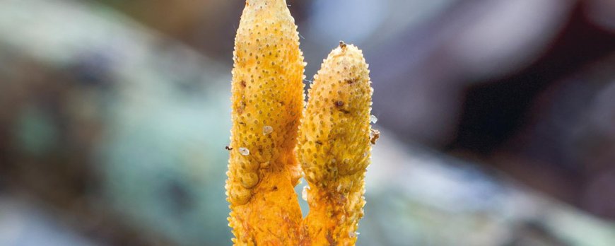 Kann Cordyceps das Hautbild verbessern?