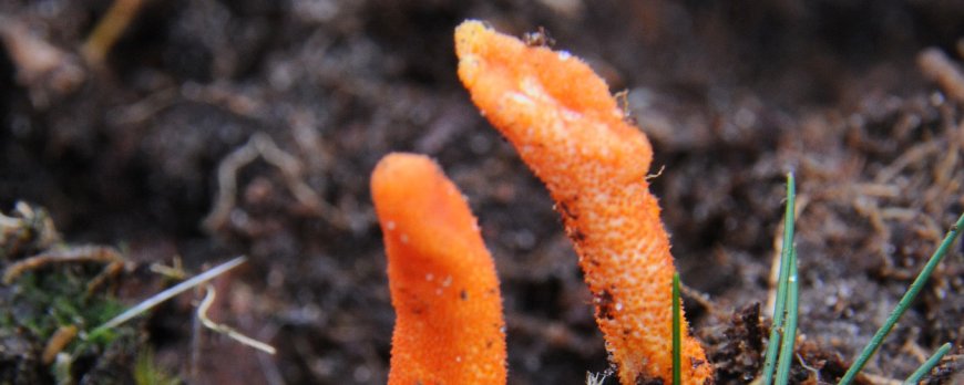 Il cordyceps può migliorare la funzione cardiaca?