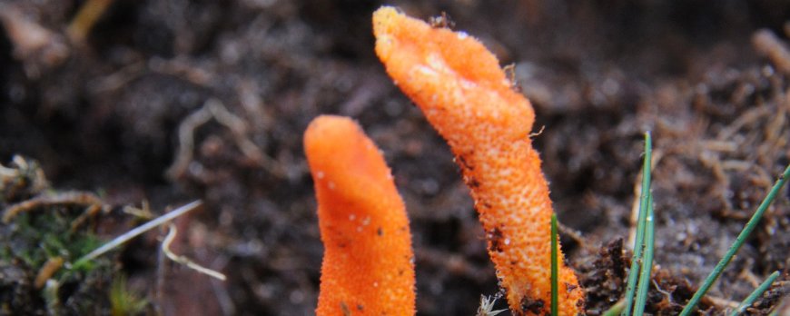Kann Cordyceps die sportliche Leistung verbessern?