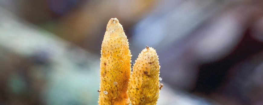 Can cordyceps help with stress management?