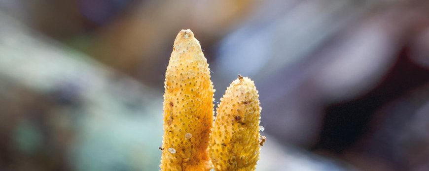 Le cordyceps peut-il aider à gérer le stress ?