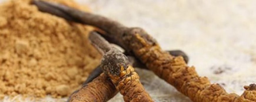 Can cordyceps prevent metabolic syndrome?