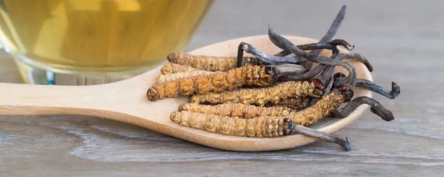 Can cordyceps protect against liver damage?
