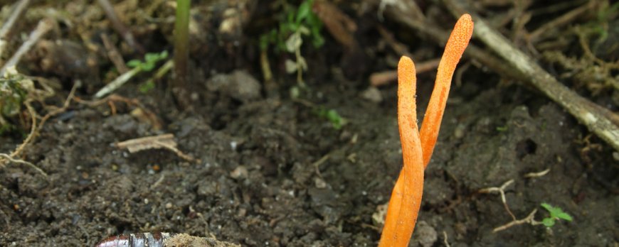 Can cordyceps relieve pain?