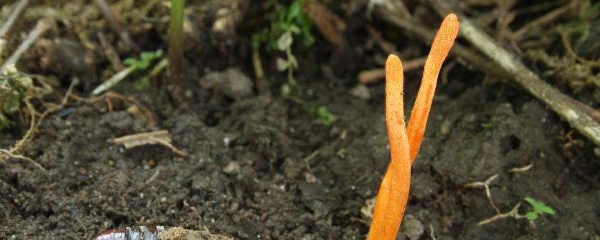 Kann Cordyceps Schmerzen lindern?