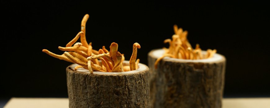 Le cordyceps peut-il favoriser une grossesse en bonne santé ?