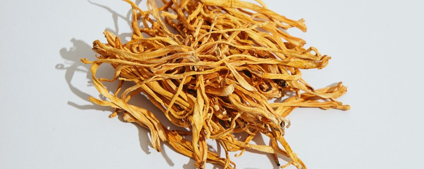 Kann Cordyceps erektile Dysfunktion behandeln?