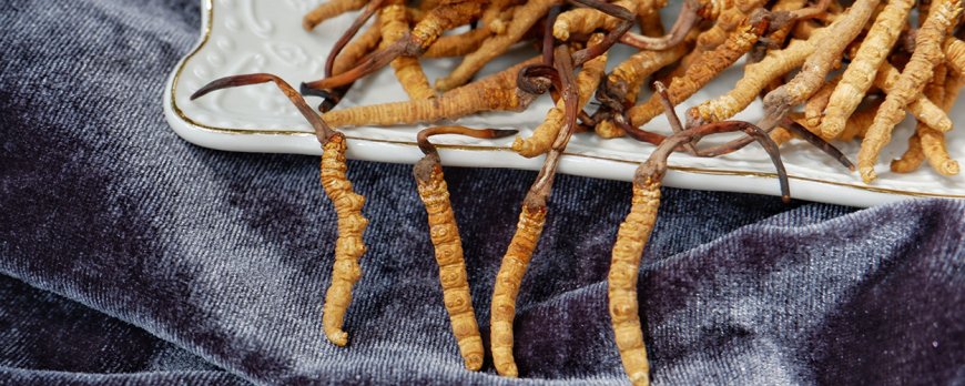 Can you build a tolerance to cordyceps benefits?