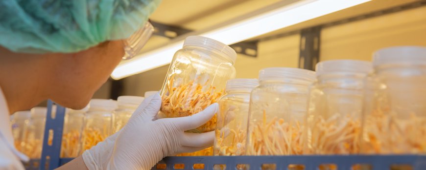 Steigert Cordyceps das Energieniveau?