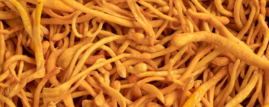 Verbessert Cordyceps Gedächtnis und Konzentration?