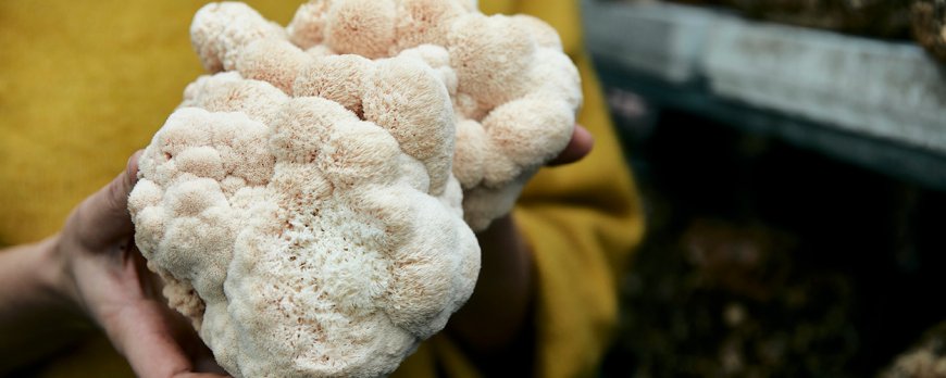 Why take lions mane at night?