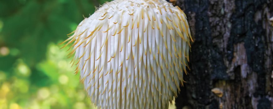 Is Lion's Mane euphoric?