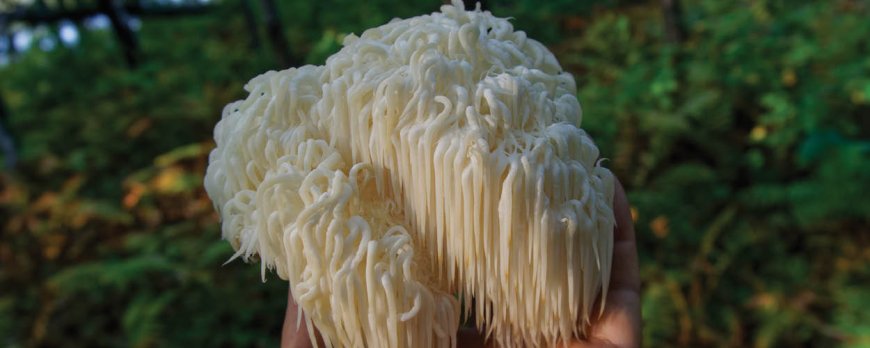 Lion's Mane crée-t-il une dépendance ?