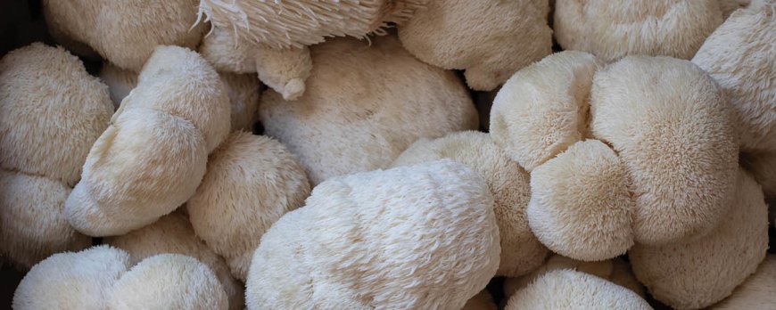 Hoe snel voelt u de effecten van Lion's Mane?
