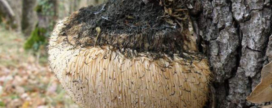 La criniera di leone rilascia dopamina?