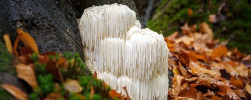 Can you take lions mane with cbd?