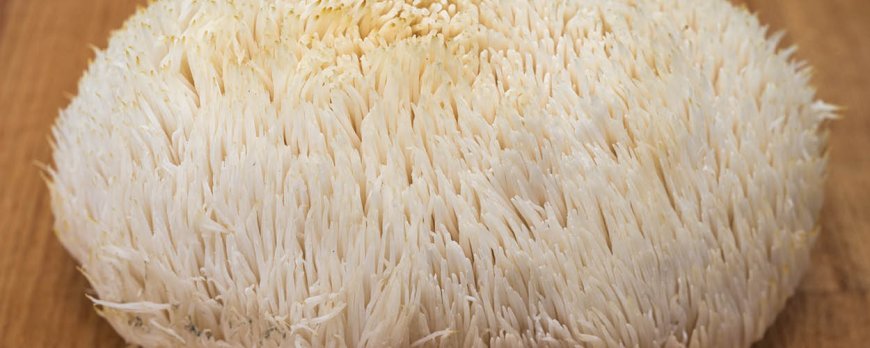 Qual è il momento migliore per assumere la Lion's Mane?